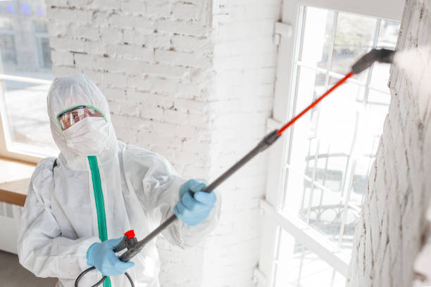 Environmental Consulting for Mold Prevention in Greenville, TX